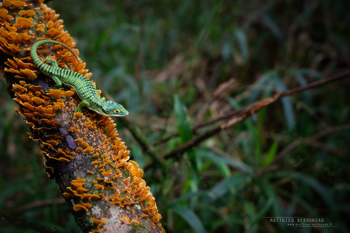 Mexican Alligator Lizard — 2