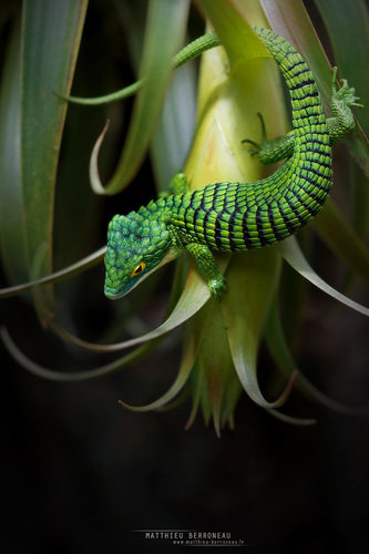 Mexican Alligator Lizard — 3
