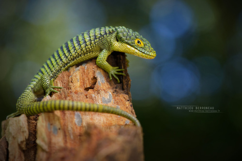 Mexican Alligator Lizard — 4