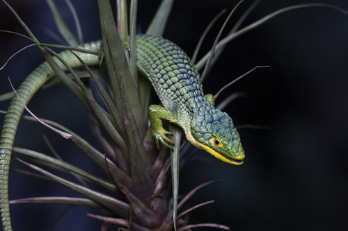 Mexican Alligator Lizard — 7