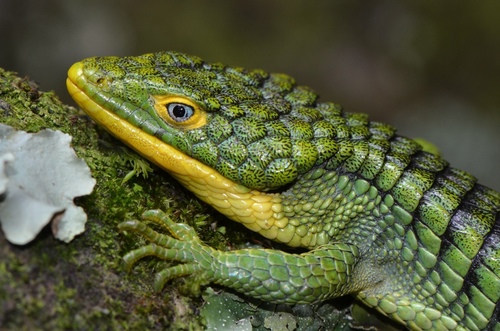 Mexican Alligator Lizard — 9