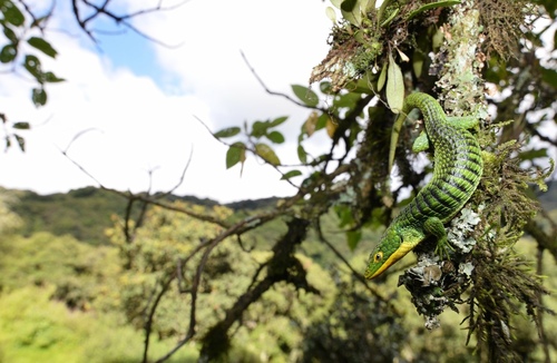 Mexican Alligator Lizard — 10