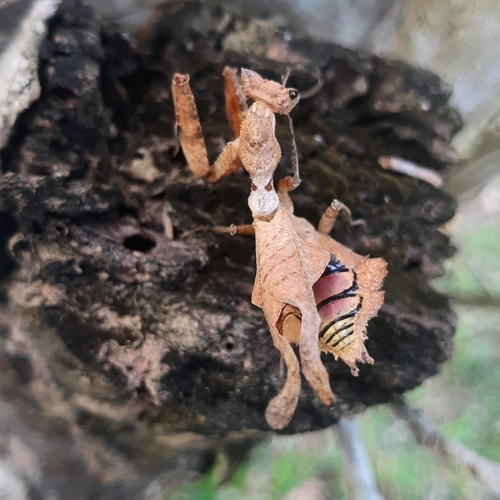 Dead-Leaf Mantis — 3