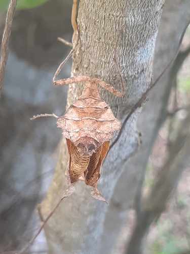 Dead-Leaf Mantis — 5