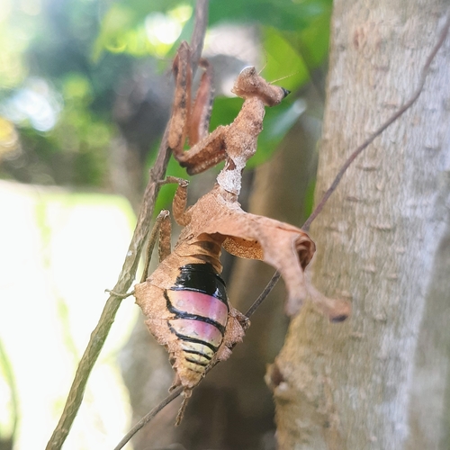 Dead-Leaf Mantis — 6