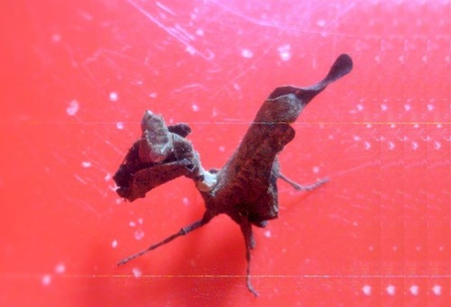 Dead-Leaf Mantis — 7