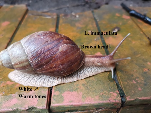 Giant Ghana Snail — 2