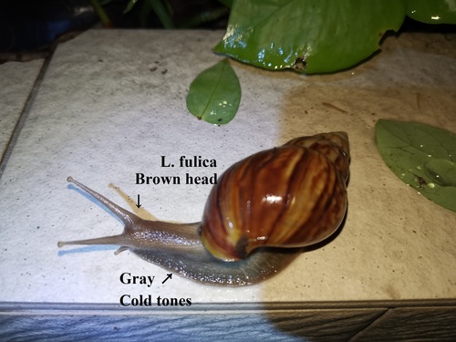 Giant Ghana Snail — 3