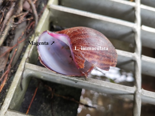 Giant Ghana Snail — 5