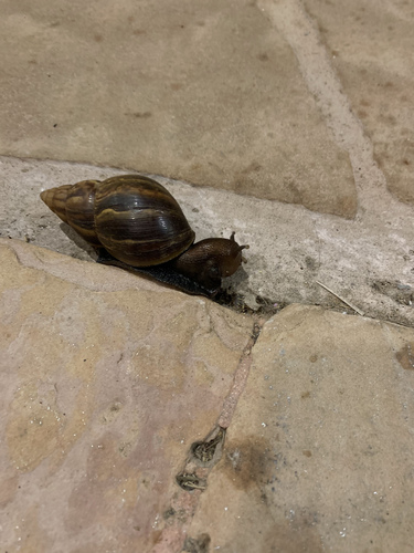 Giant Ghana Snail — 8
