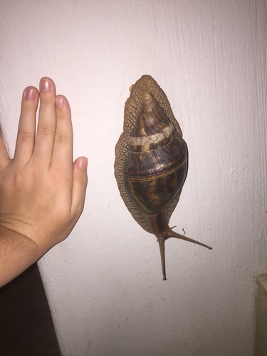 Giant Ghana Snail — 9