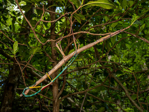 Madagascar Blue Stick — 2