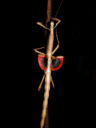 Madagascar Blue Stick — 3