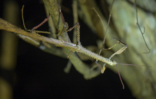 Madagascar Blue Stick — 6