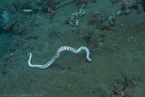 Little File Snake — 6