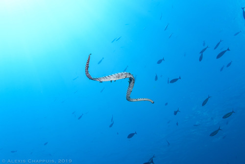 Little File Snake — 7