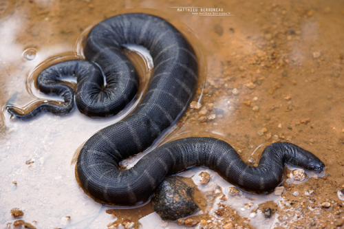 Little File Snake — 10