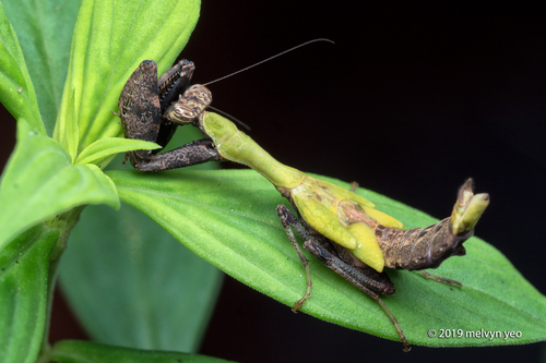 Japanese Boxer Mantis — 3