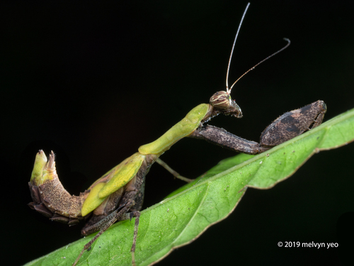 Japanese Boxer Mantis — 4