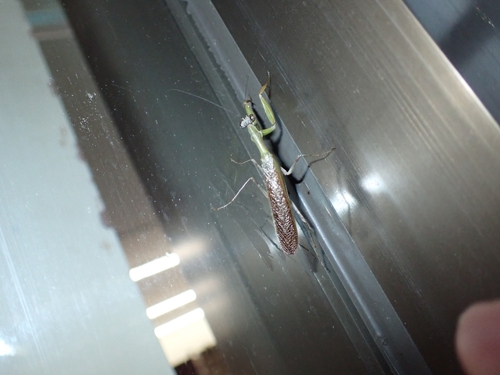 Japanese Boxer Mantis — 6