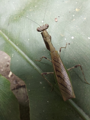 Japanese Boxer Mantis — 7