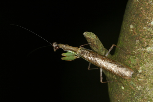 Japanese Boxer Mantis — 9