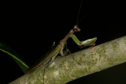 Japanese Boxer Mantis — 10