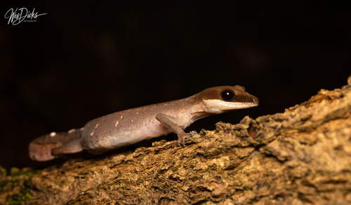 Cat Gecko — 3
