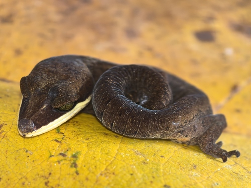 Cat Gecko — 5