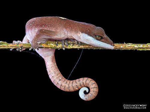 Cat Gecko — 8