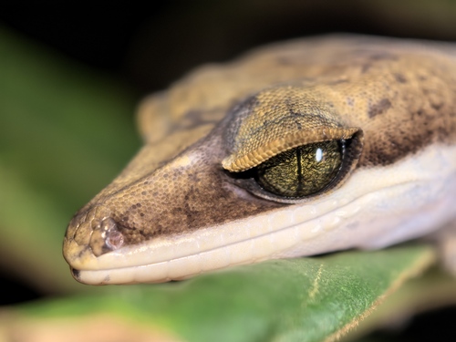 Cat Gecko — 9