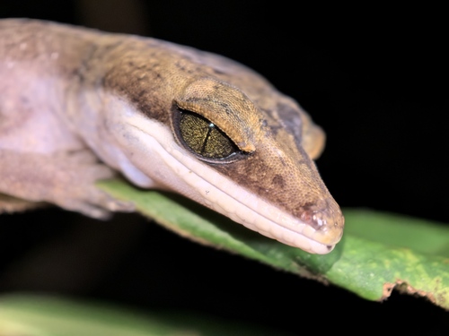 Cat Gecko — 10