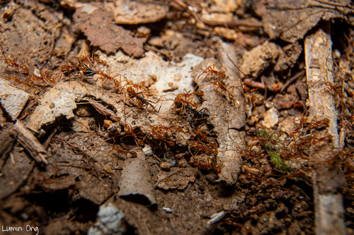 Aenictus Army Ants — 2