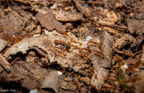 Aenictus Army Ants — 3