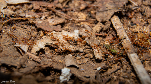 Aenictus Army Ants — 4