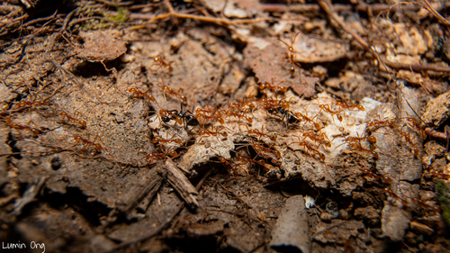 Aenictus Army Ants — 5