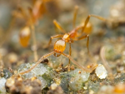Aenictus Army Ants — 10