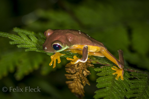 Red-Eyed Tree Frog — 3