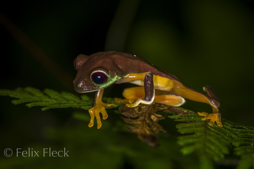 Red-Eyed Tree Frog — 4