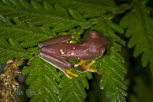Red-Eyed Tree Frog — 5