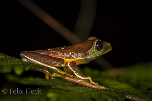 Red-Eyed Tree Frog — 6