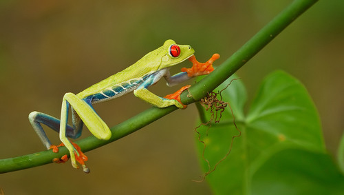 Red-Eyed Tree Frog — 7