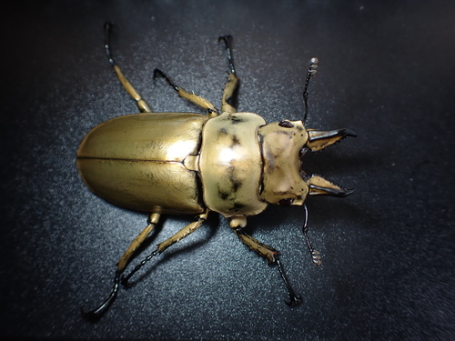 Rosenberg's Golden Stag Beetle — 2
