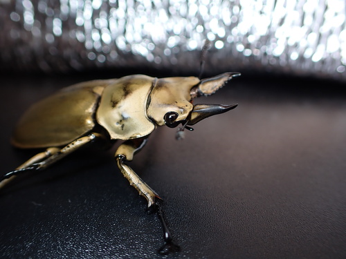 Rosenberg's Golden Stag Beetle — 3