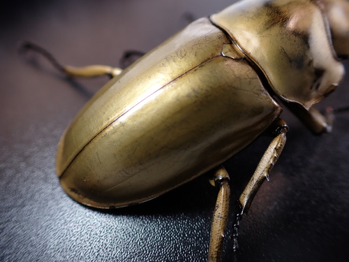 Rosenberg's Golden Stag Beetle — 6