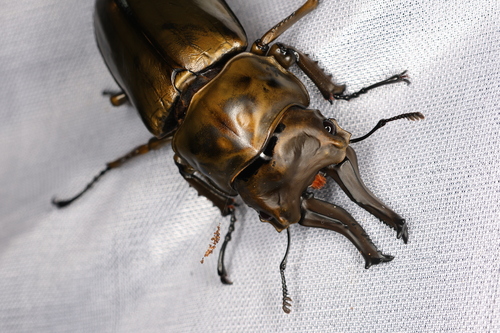 Rosenberg's Golden Stag Beetle — 7