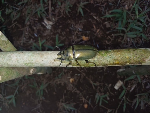 Rosenberg's Golden Stag Beetle — 8