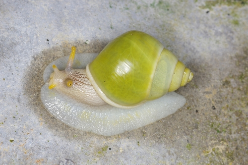 Callous Amphidromus — 1