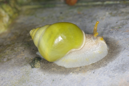 Callous Amphidromus — 2