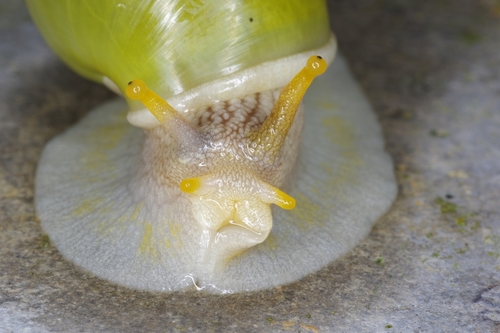 Callous Amphidromus — 3